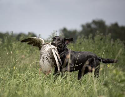 Sinoan Gundogs Sir Roderick