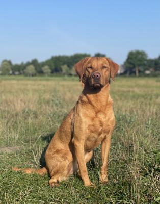 Made in Heaven Fort Hell Labradors (May)