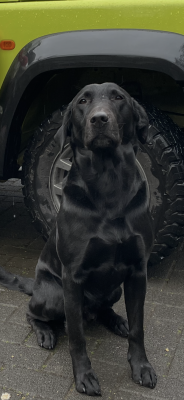 Starcreek Undercover Jack