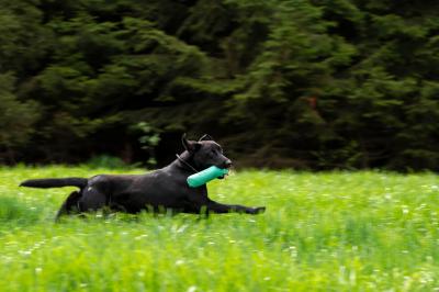 Jones from the Gundogfarm