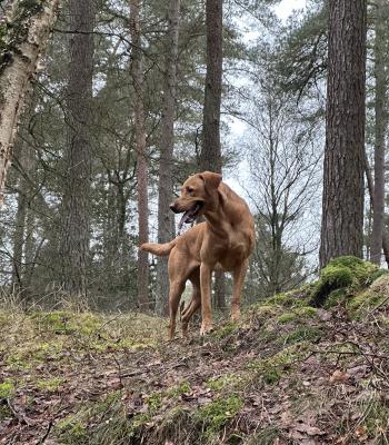 Baco river gundogs