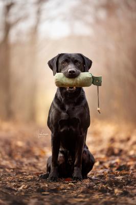 Wonderful Leo Of Mystirious Pride