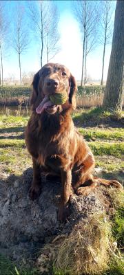 Flatgold's Version Girl