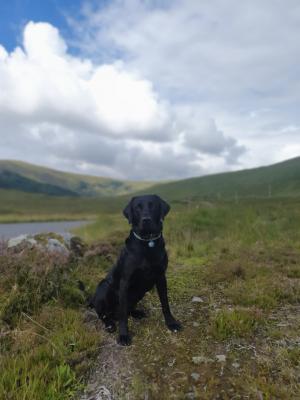 Glendonstone Apollo (Ross)