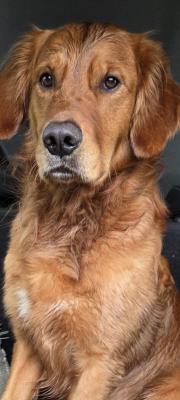 Loch Lomond v. Obergums Hand