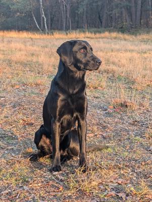 Wolfeca Hartley Incredible 