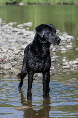 Waterfriend Mocca of Rebel Blend