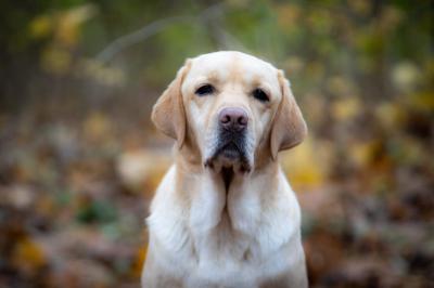 Incredible Kelly von gugi's kate