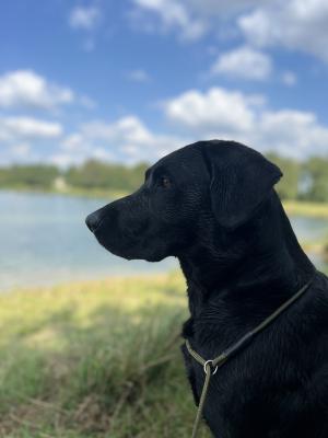 Gräfin von Westerholts Oxylos