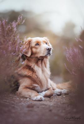 Dumpling Eggsy of Sunshine Tollers