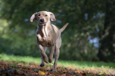 Penny from the Gundog Farm