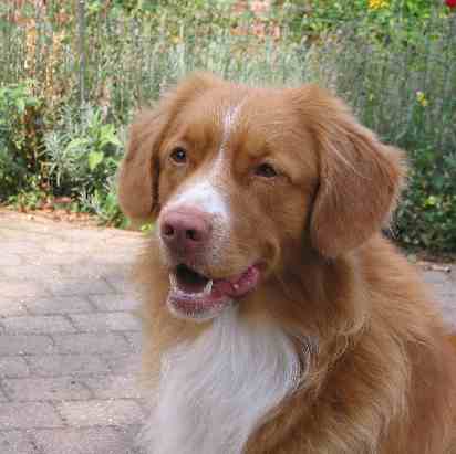 Nova Scotia Duck Tolling Retriever